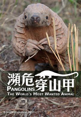 穿山甲：被捕殺最多的動物/Pangolins: The World's Most Wanted Animal線上看