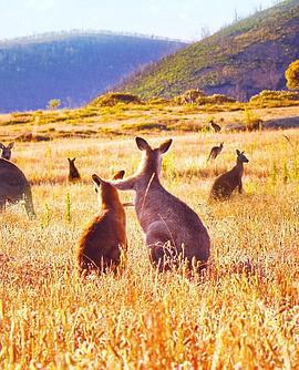 袋鼠谷/Kangaroo Valley線上看