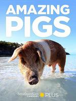 聰明的豬/Amazing Pigs線上看